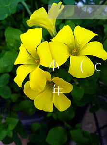 小產(chǎn)權(quán)房與40年、50年、70年房屋產(chǎn)權(quán)有何區(qū)別？終于有人說清楚了！
